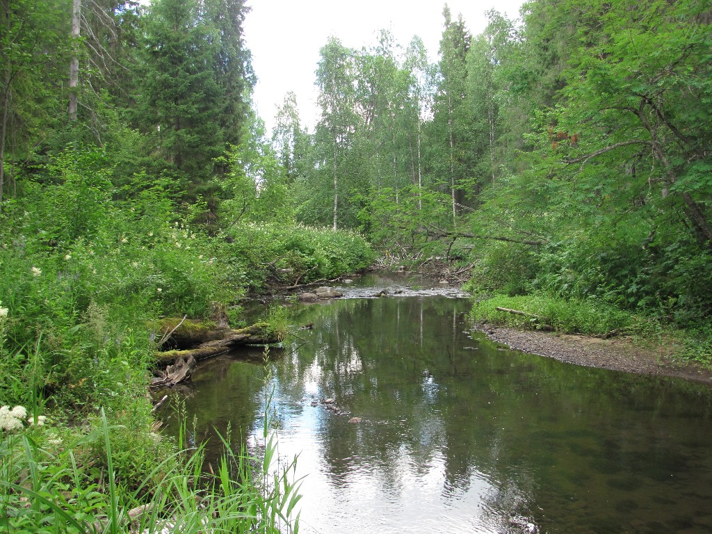 Усть-Шоноша, image of landscape/habitat.