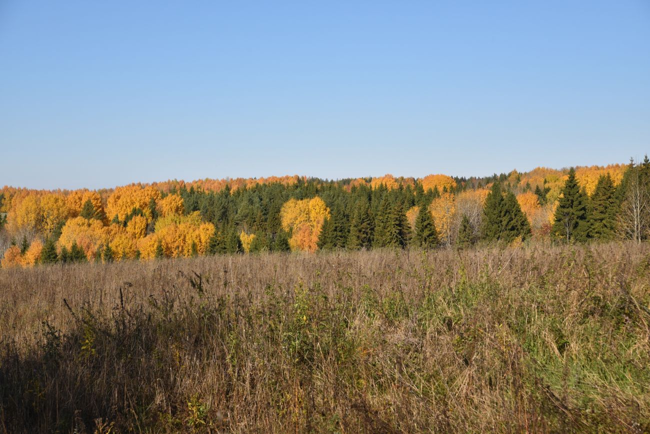 Урочище Сынково и окрестности, image of landscape/habitat.