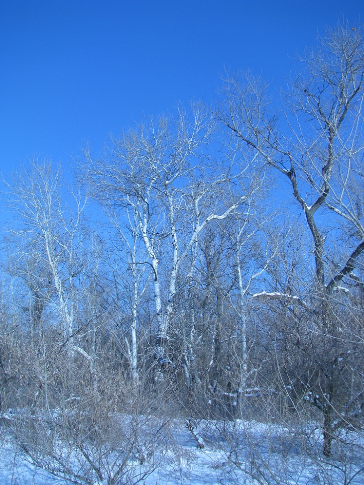 Район Гребного канала, image of landscape/habitat.