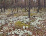 Бурцево, image of landscape/habitat.