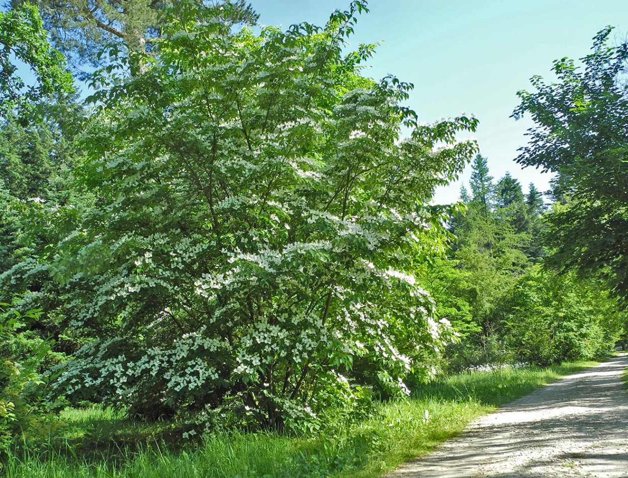 Арборетум в Рогове, image of landscape/habitat.