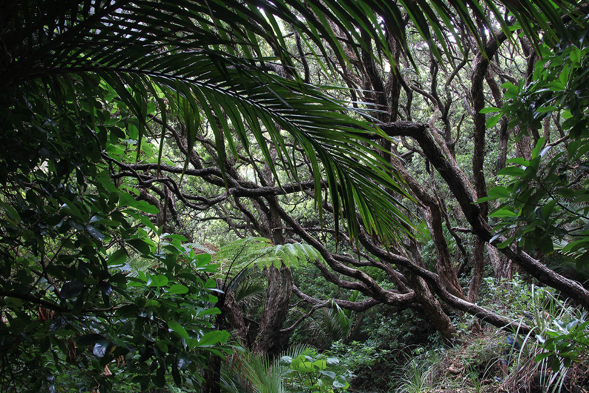 Хребты Вайтакере, image of landscape/habitat.