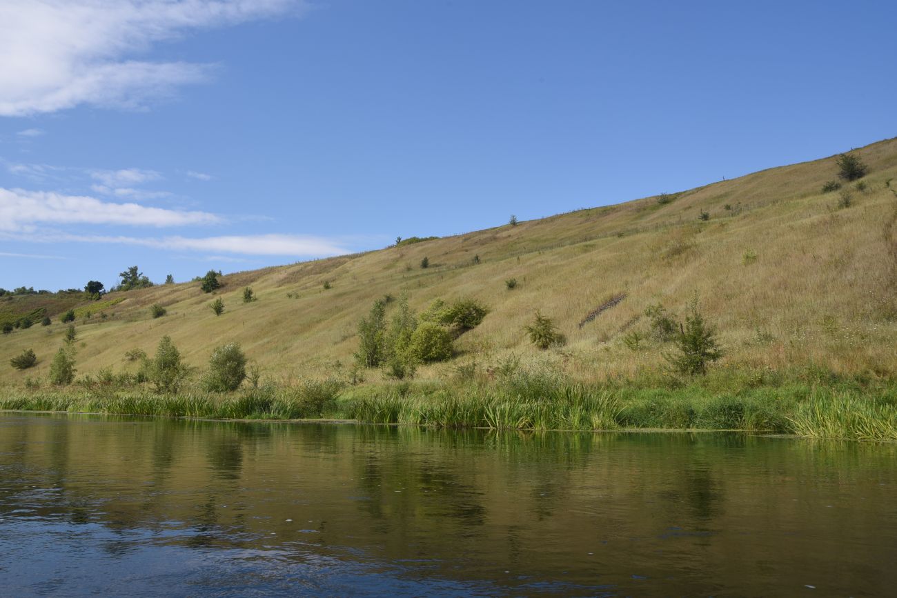 Осиновский лес, изображение ландшафта.