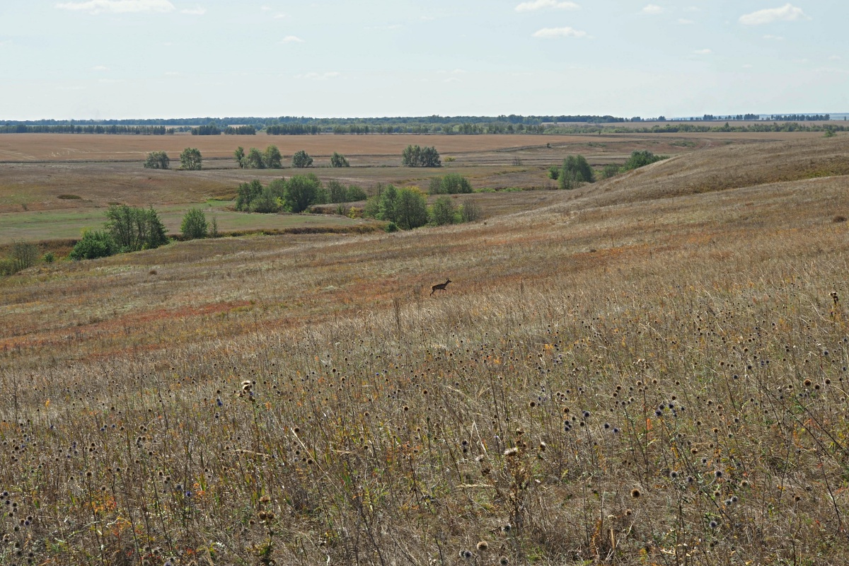 Междуречье Авралей, image of landscape/habitat.