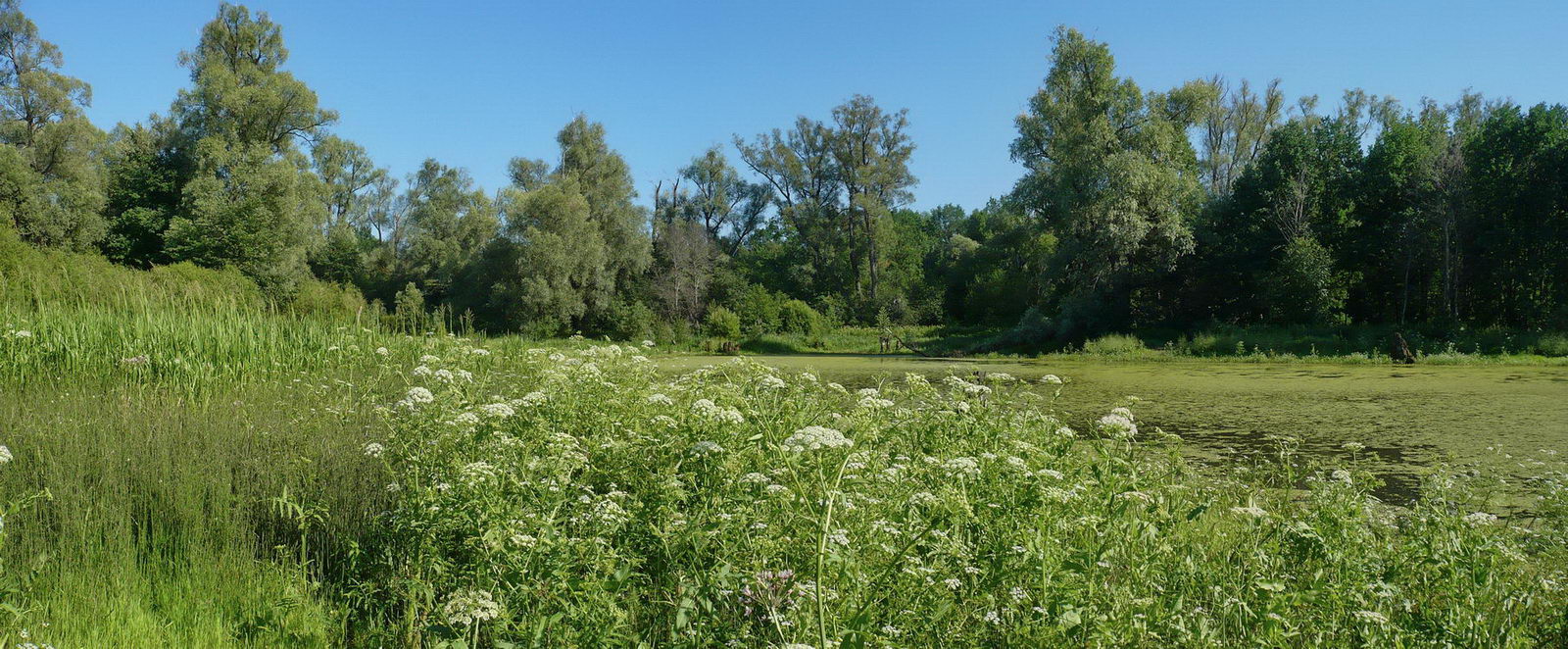 Щучья Лужа, image of landscape/habitat.