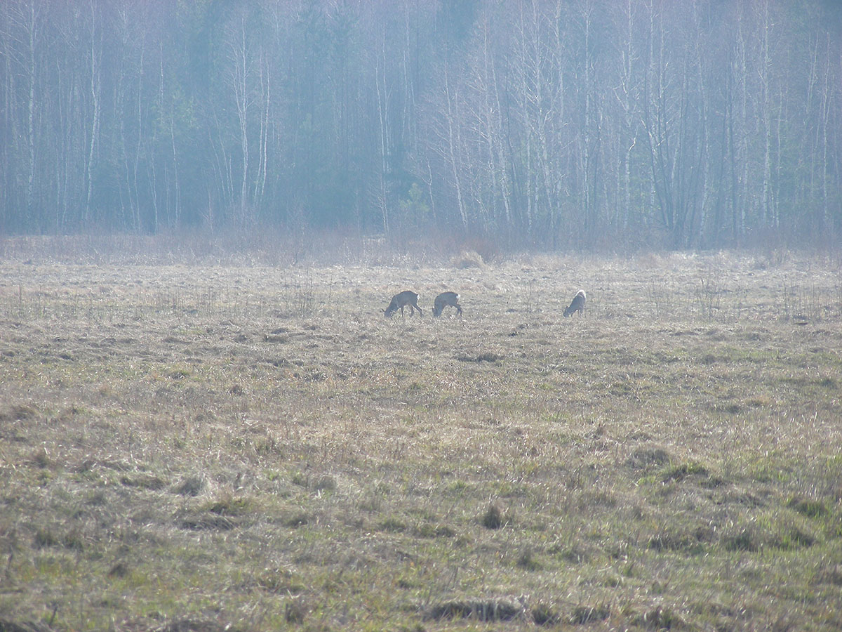 Жидеевская дача, image of landscape/habitat.