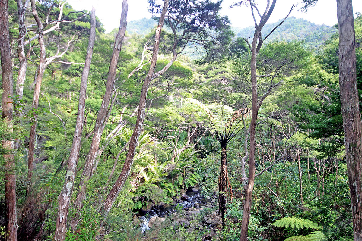 Хребты Вайтакере, image of landscape/habitat.