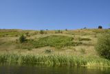 Осиновский лес, image of landscape/habitat.