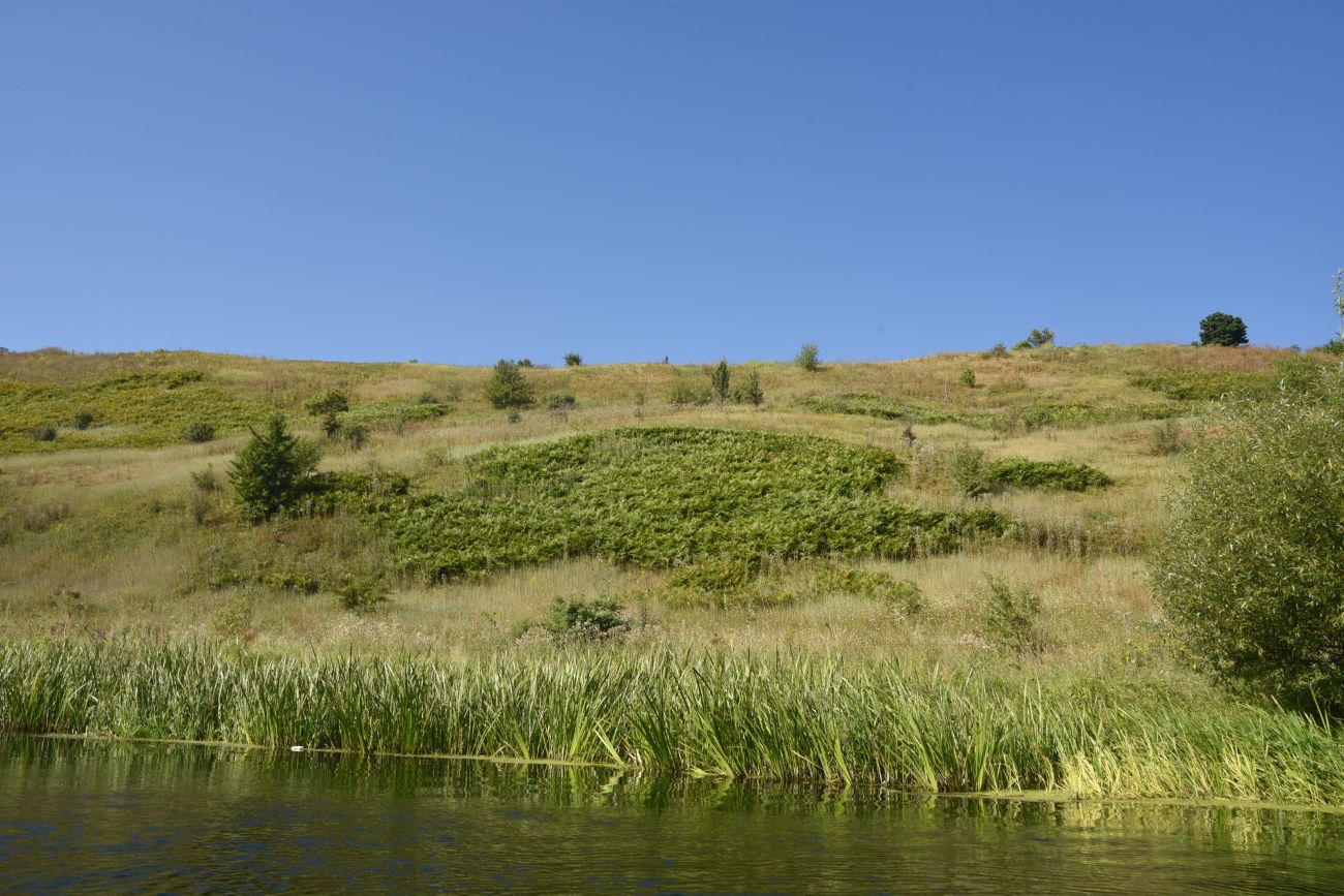 Осиновский лес, image of landscape/habitat.