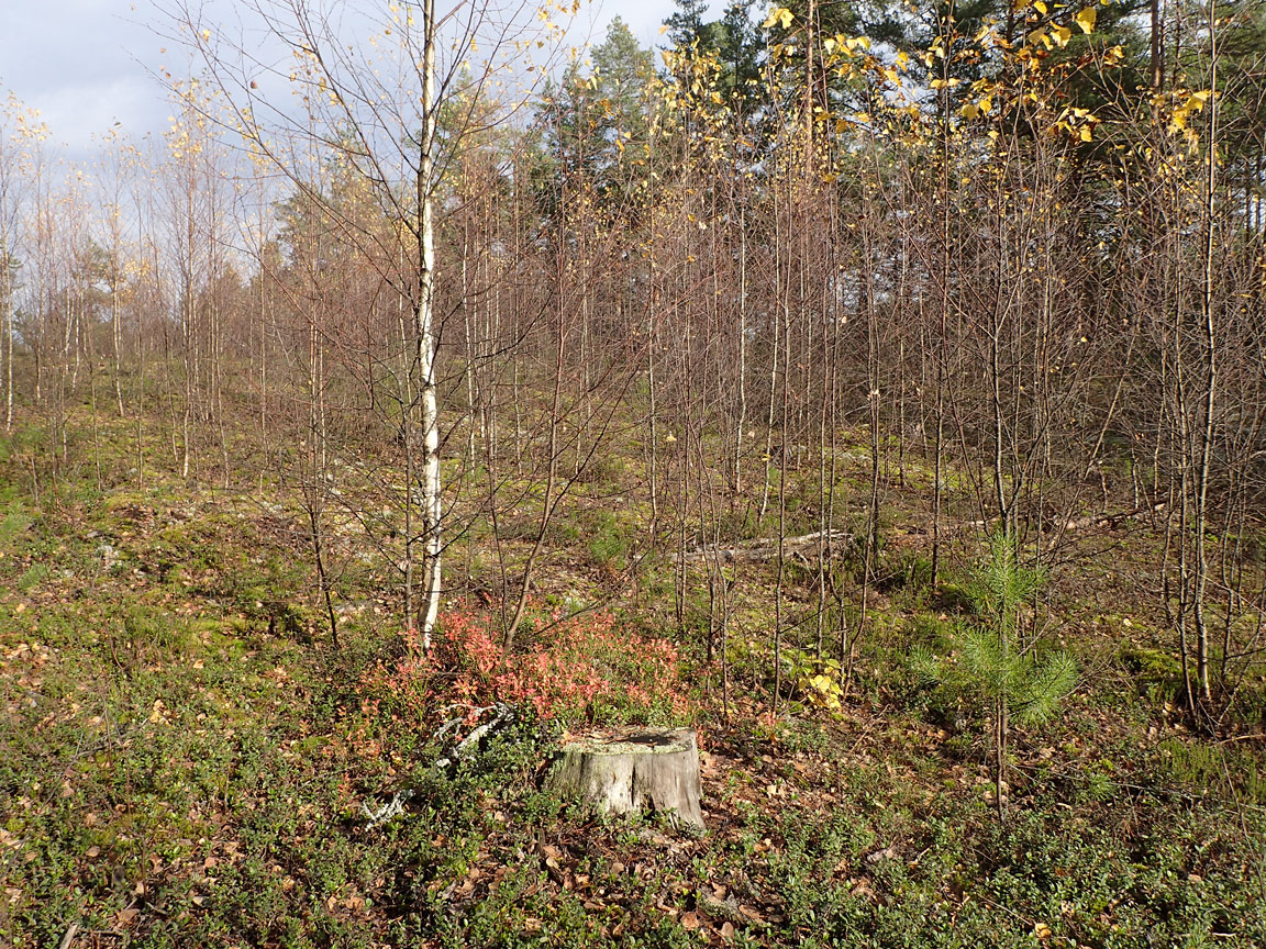 Бурцево, image of landscape/habitat.