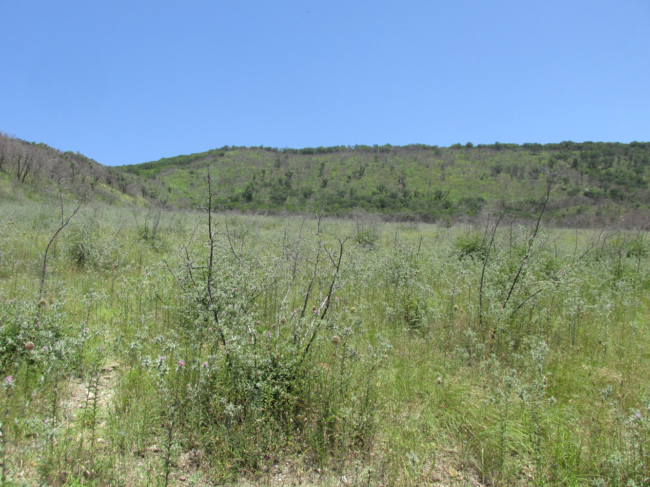 Широкая Балка, image of landscape/habitat.