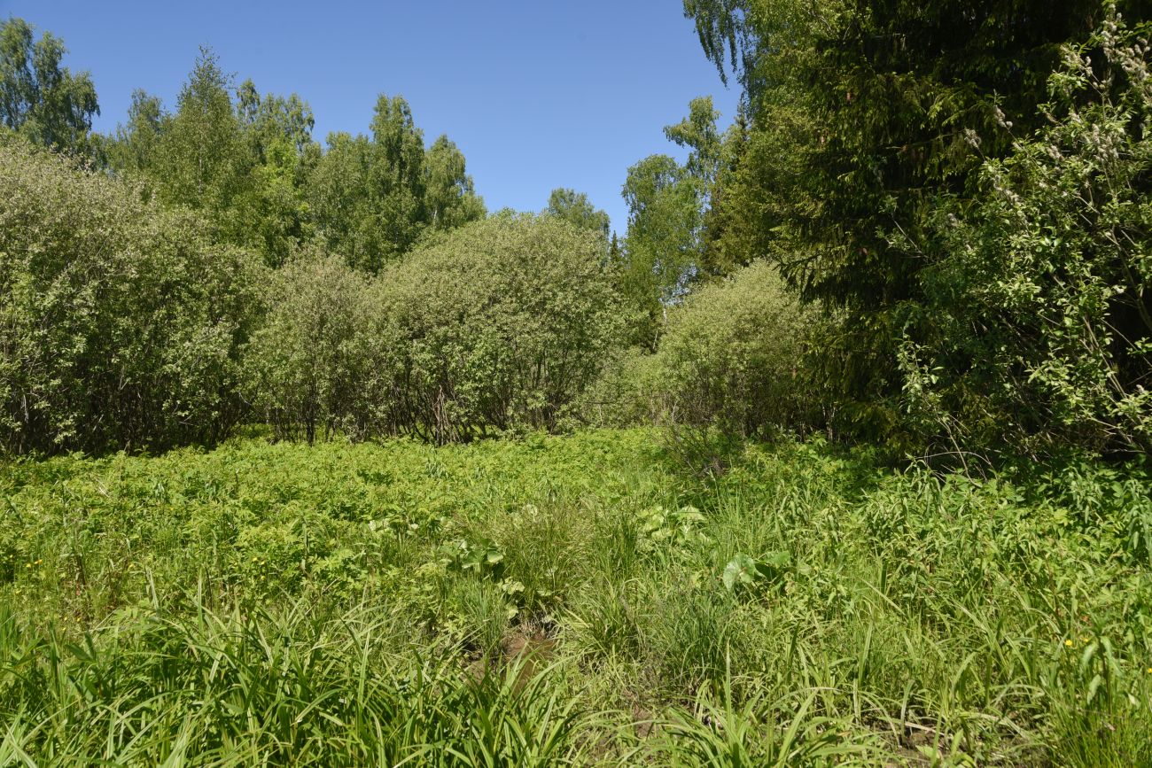 Окрестности истока реки Межиха, image of landscape/habitat.