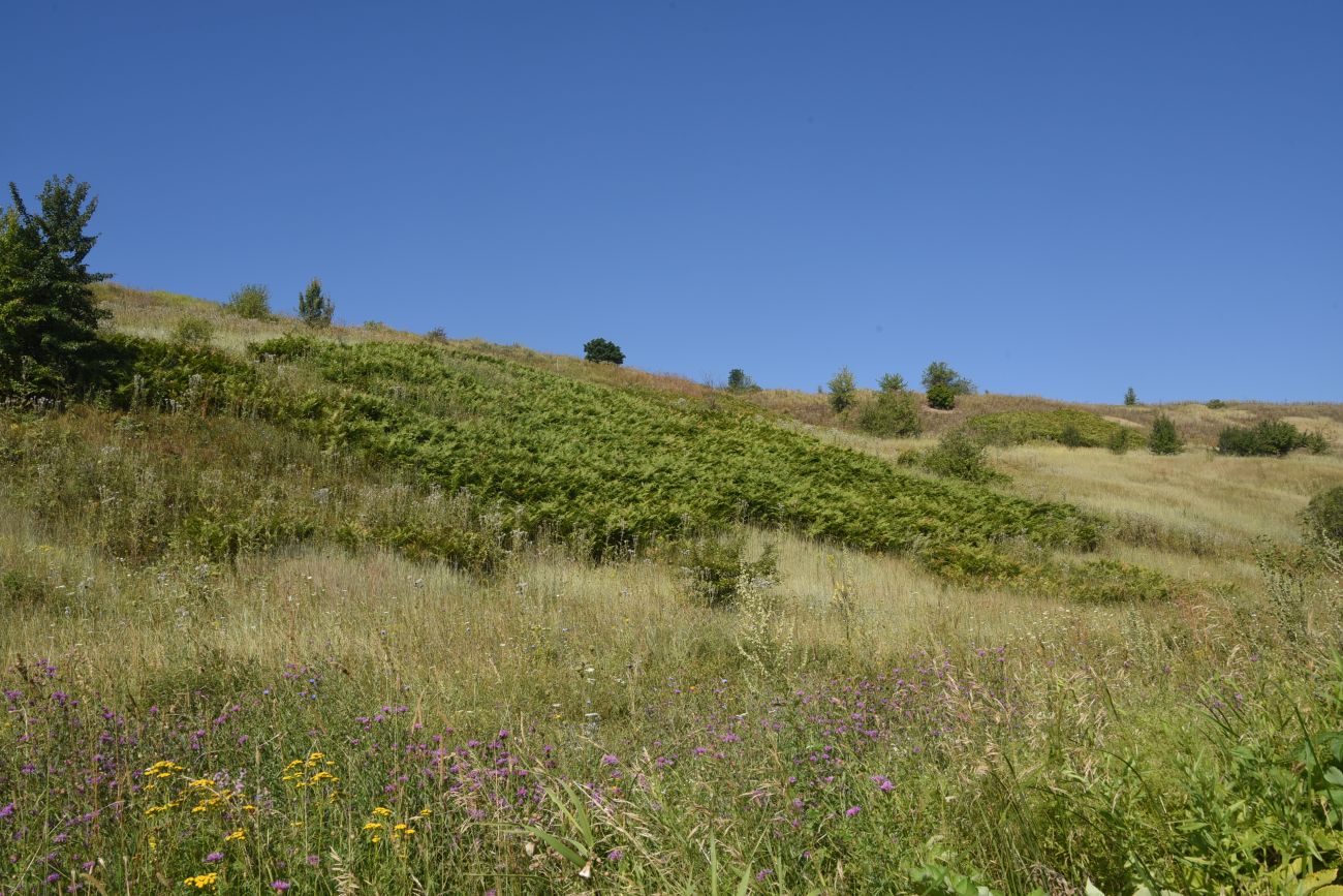 Осиновский лес, image of landscape/habitat.