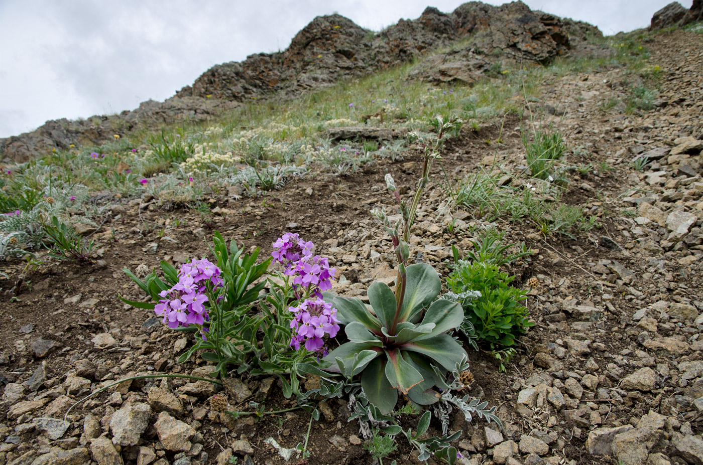 Яльчигулово и окрестности, image of landscape/habitat.