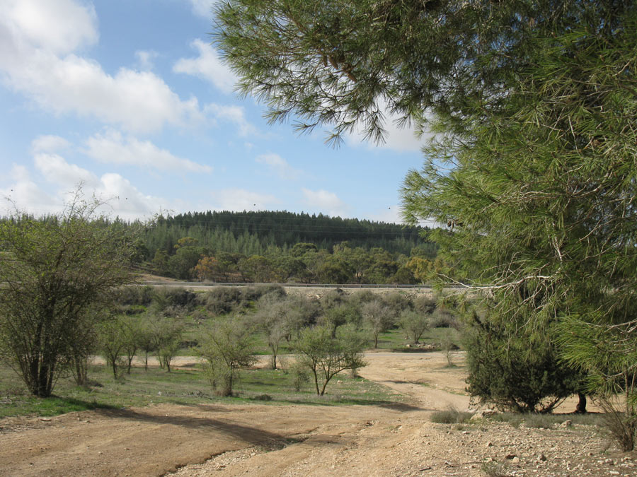 Лес Лаав, image of landscape/habitat.