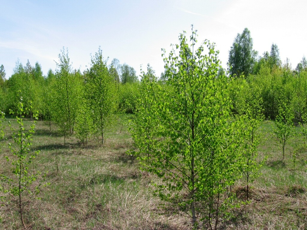 Жарь, image of landscape/habitat.