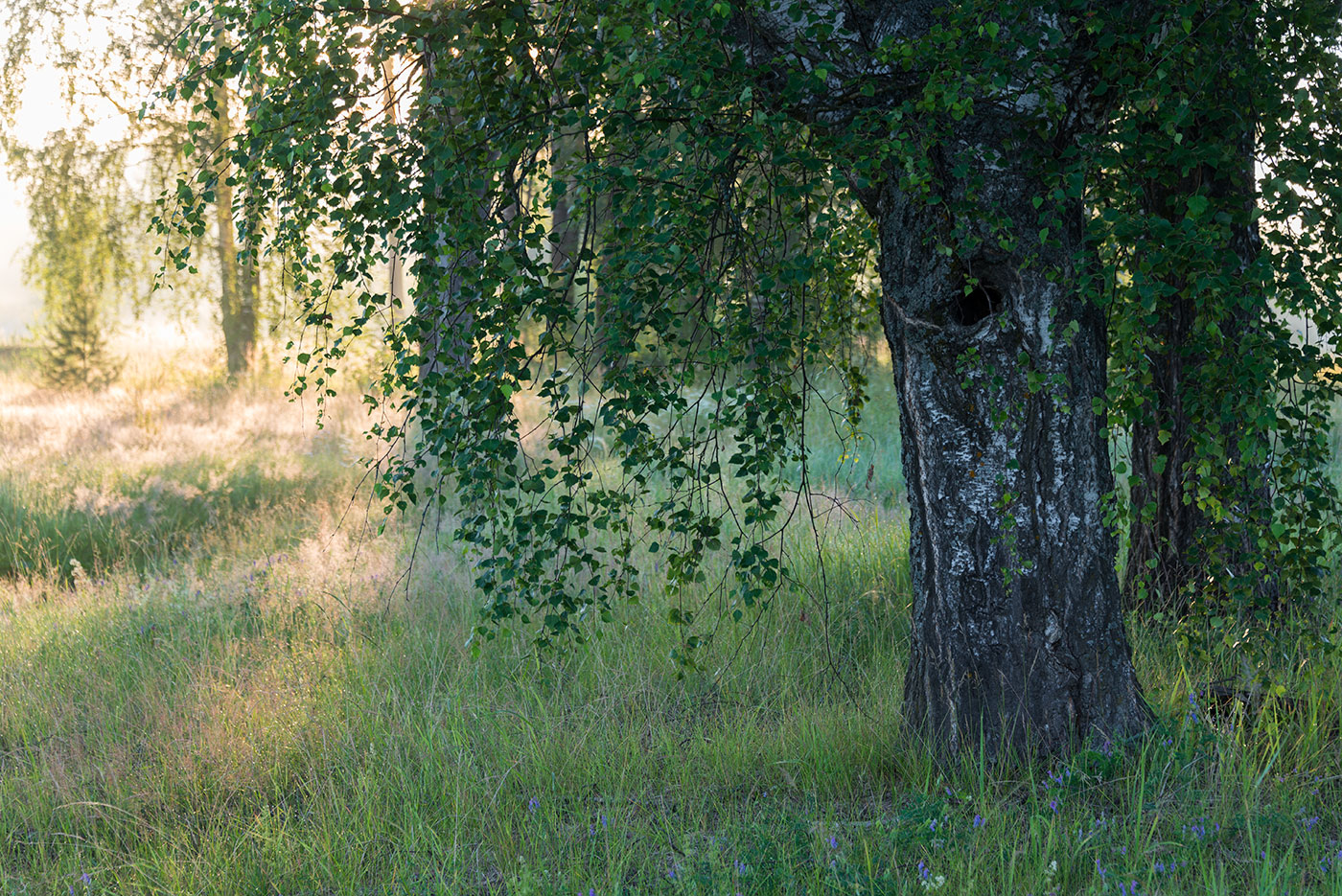 Большое Каринское Болото, image of landscape/habitat.