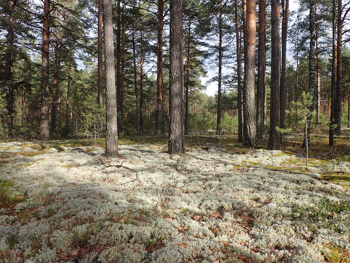 Бурцево, image of landscape/habitat.