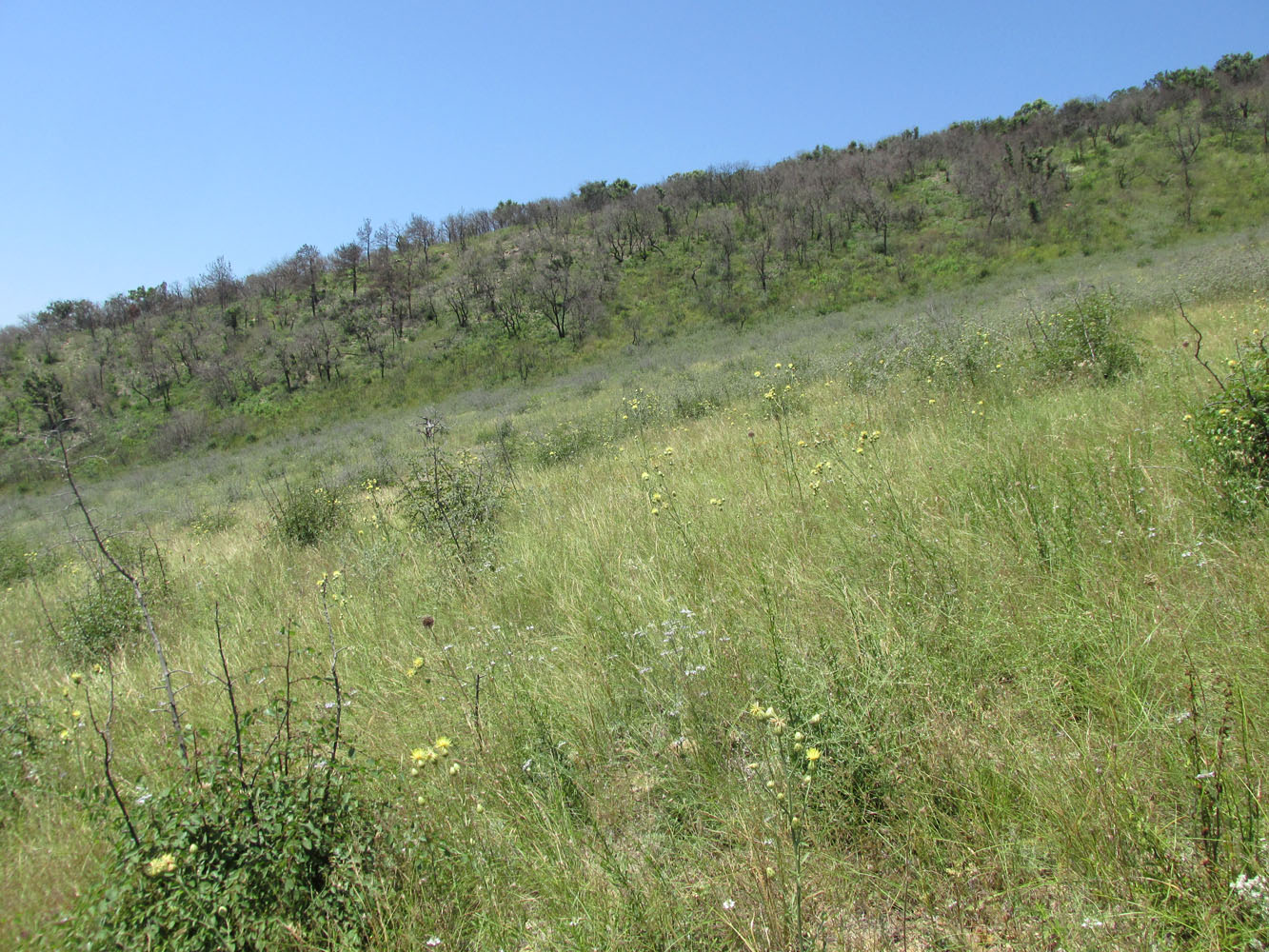 Широкая Балка, image of landscape/habitat.