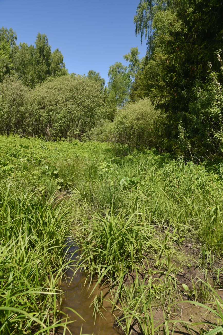 Окрестности истока реки Межиха, image of landscape/habitat.