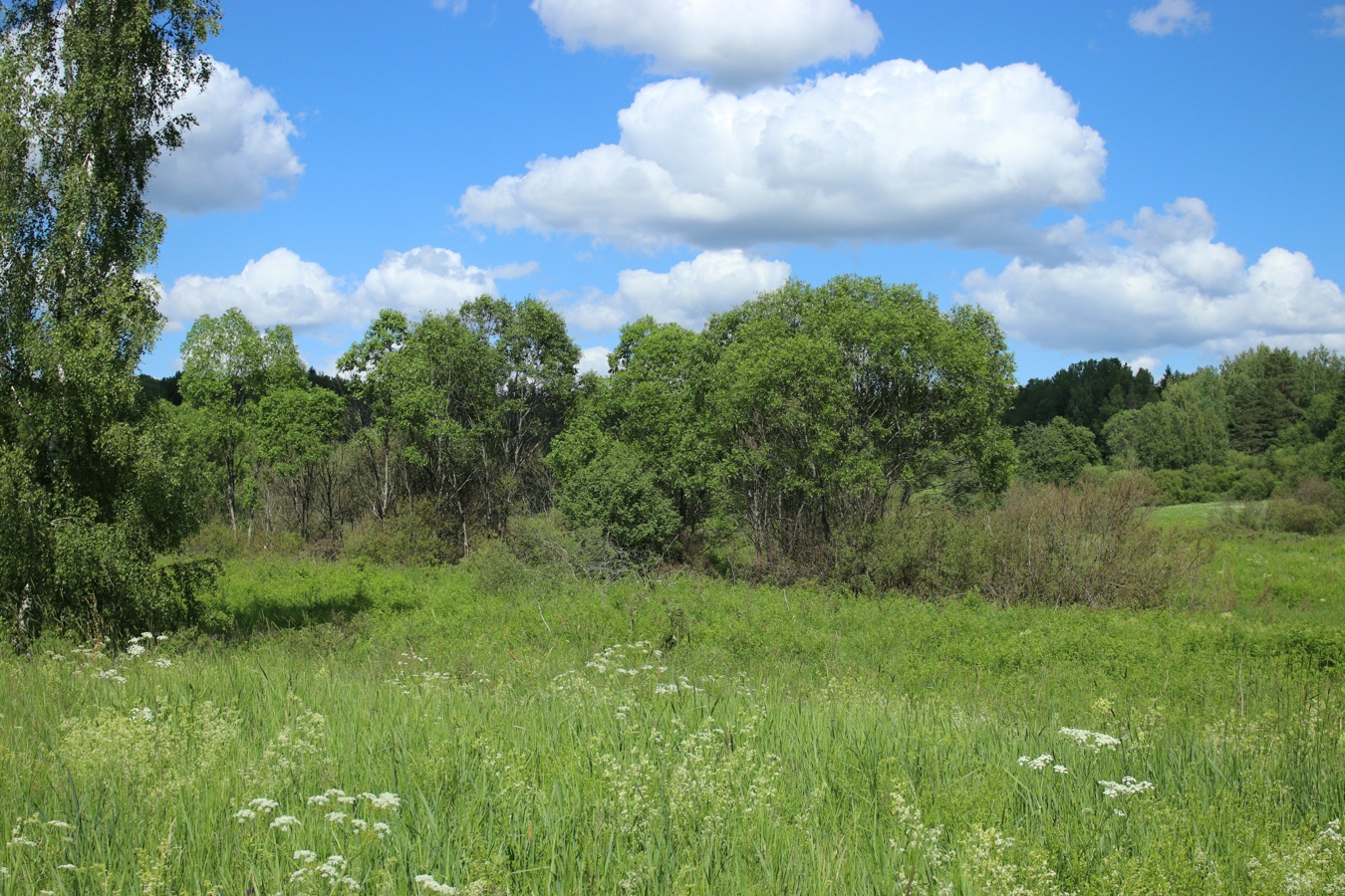 Луга у Кемки, image of landscape/habitat.