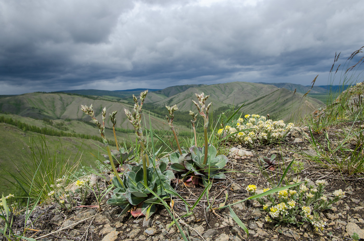 Яльчигулово и окрестности, image of landscape/habitat.