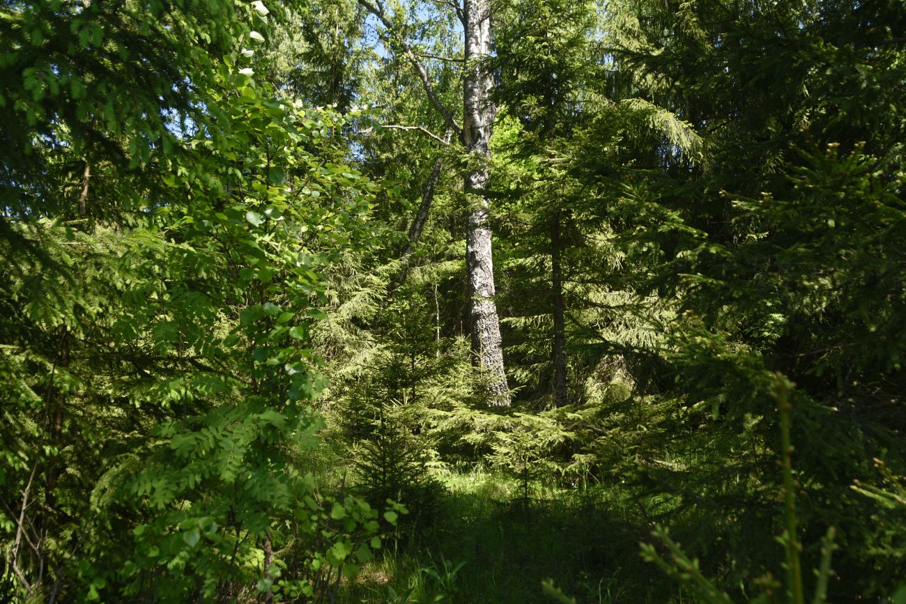 Окрестности истока реки Межиха, image of landscape/habitat.