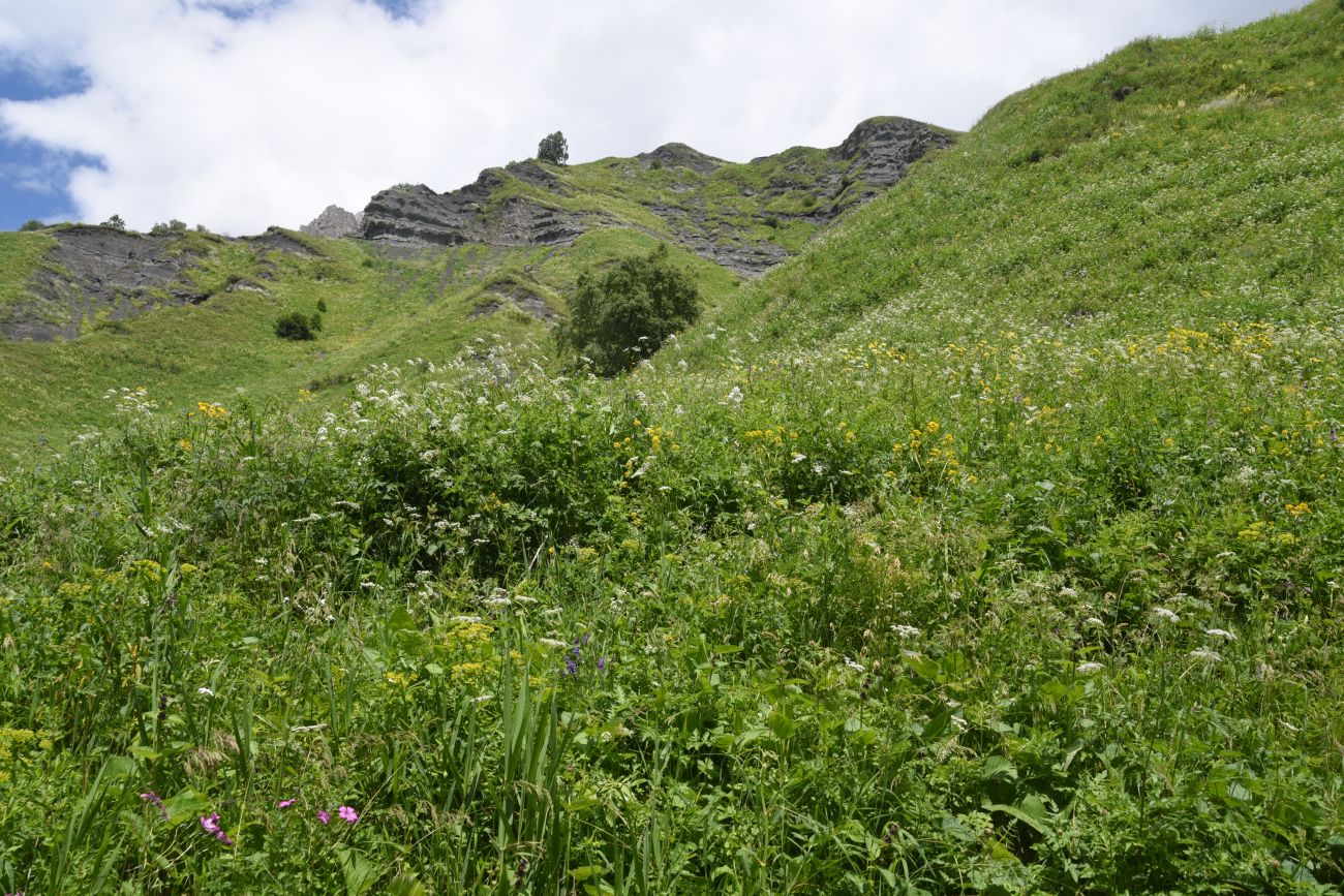 Верховья Цесиахк, image of landscape/habitat.