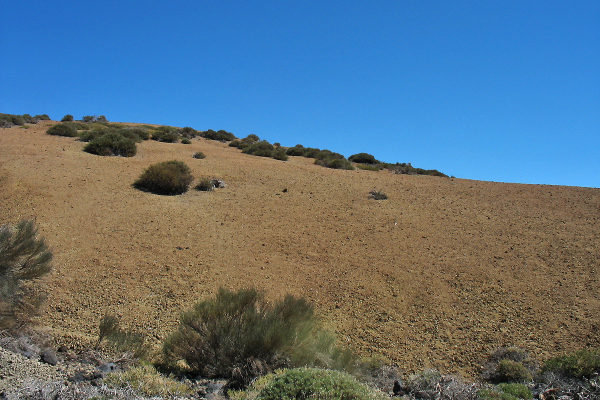 Национальный парк Тейде, image of landscape/habitat.