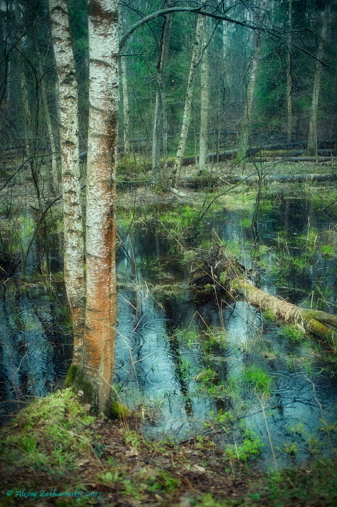 Валуевский лесопарк, изображение ландшафта.