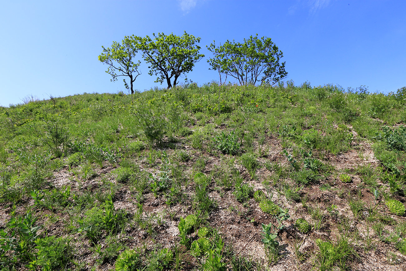 Комиссарово, image of landscape/habitat.