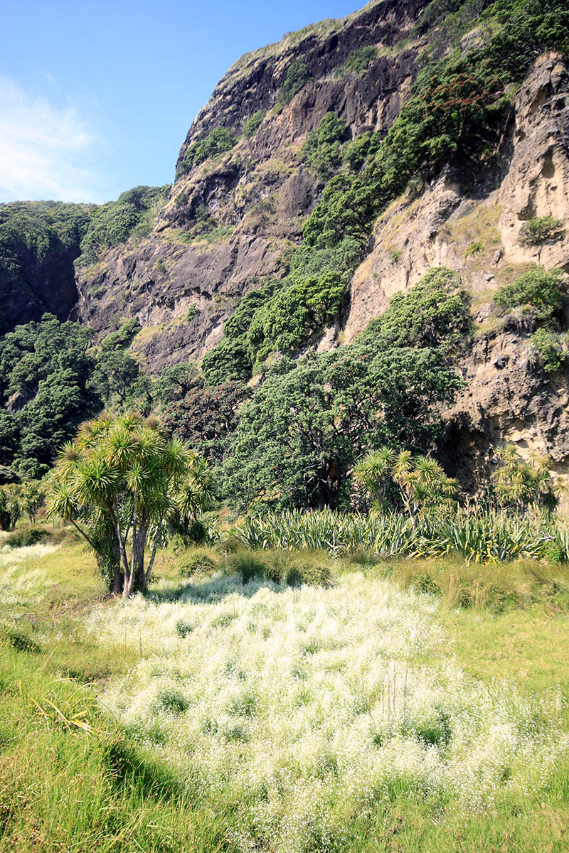 Хребты Вайтакере, image of landscape/habitat.