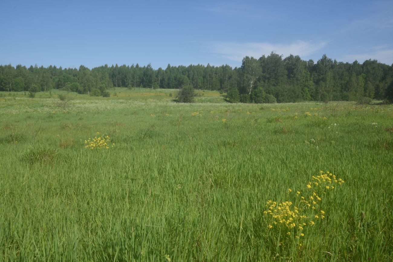 Деревня Николаевка и окрестности, image of landscape/habitat.