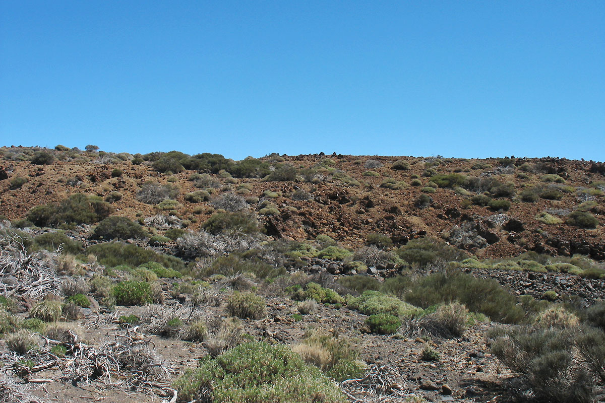 Национальный парк Тейде, image of landscape/habitat.