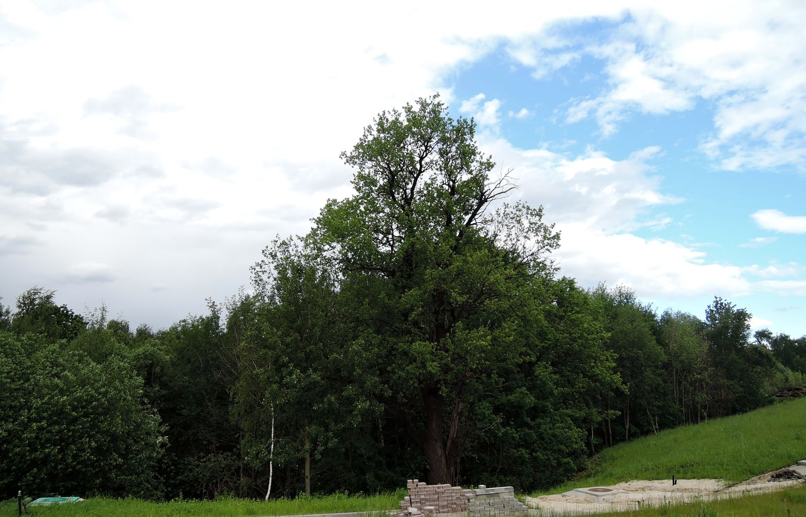 Битцевский лес, image of landscape/habitat.