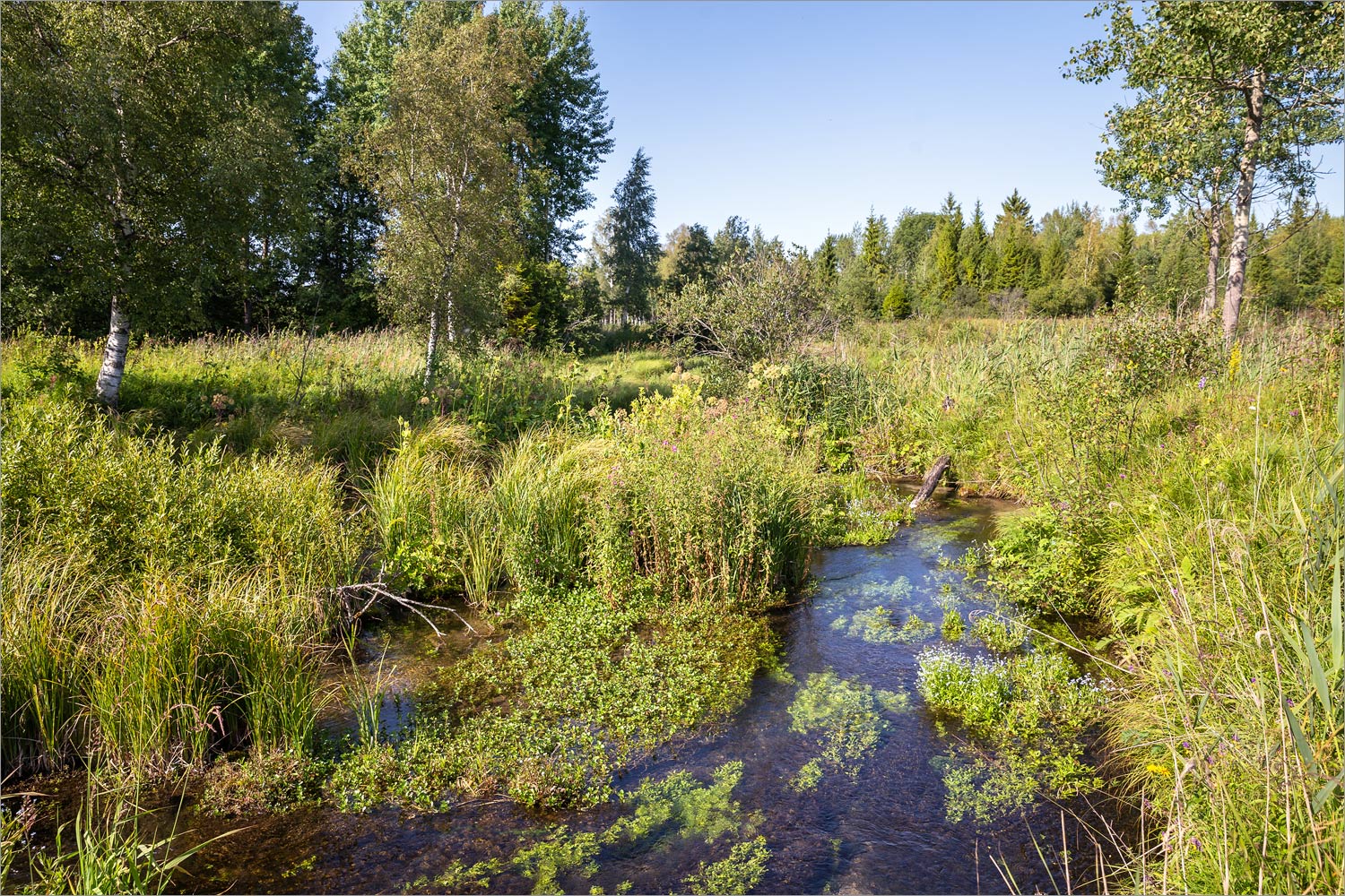 Истоки Шингарки, image of landscape/habitat.