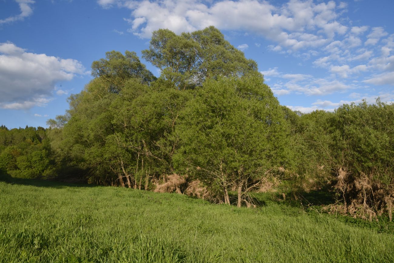 Окрестности деревни Дедюевка, image of landscape/habitat.