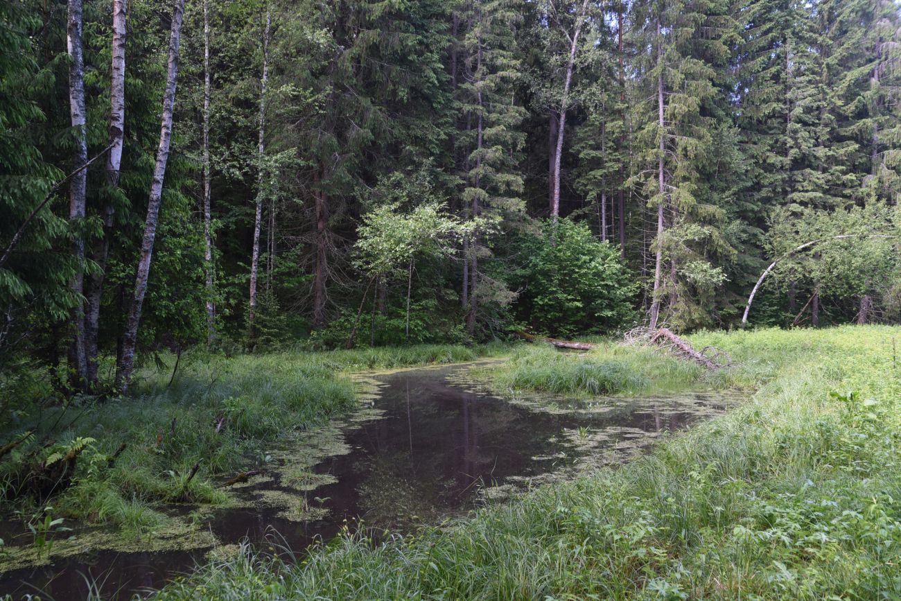 Лес близ Чёлоховского ручья, image of landscape/habitat.