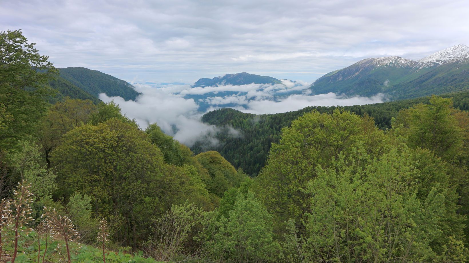 Верховья Пшехи, image of landscape/habitat.