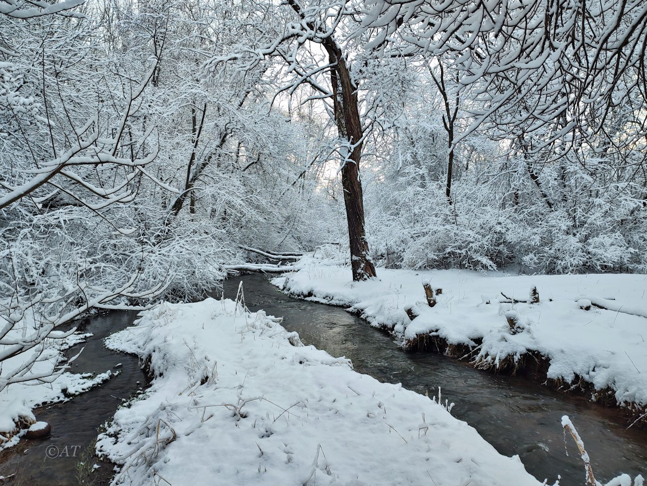 Пасовский лес, image of landscape/habitat.