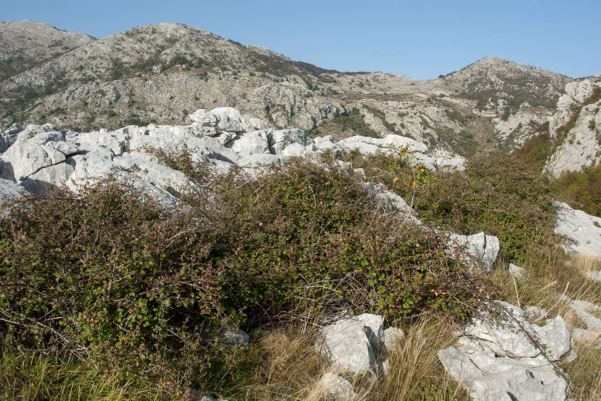 Путь к Космачу, image of landscape/habitat.