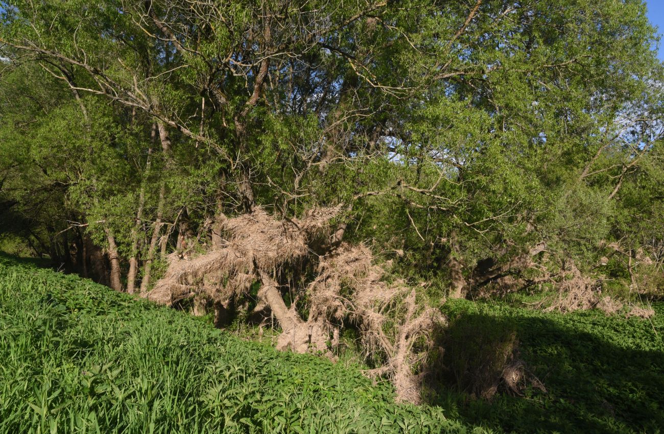 Окрестности деревни Дедюевка, image of landscape/habitat.