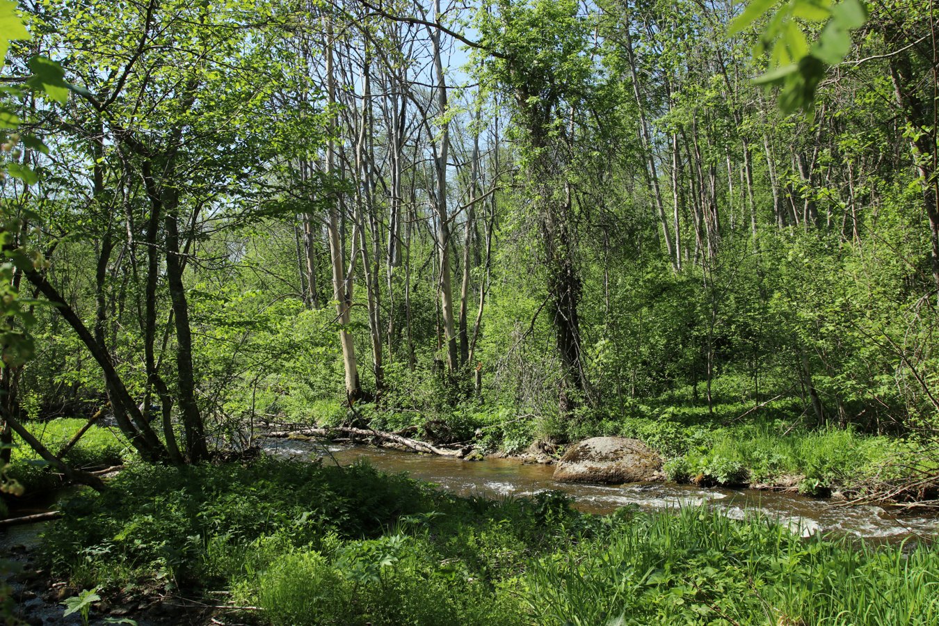 Ламошка, image of landscape/habitat.