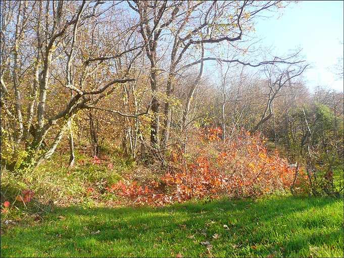 Окрестности мыса Шесхарис, image of landscape/habitat.