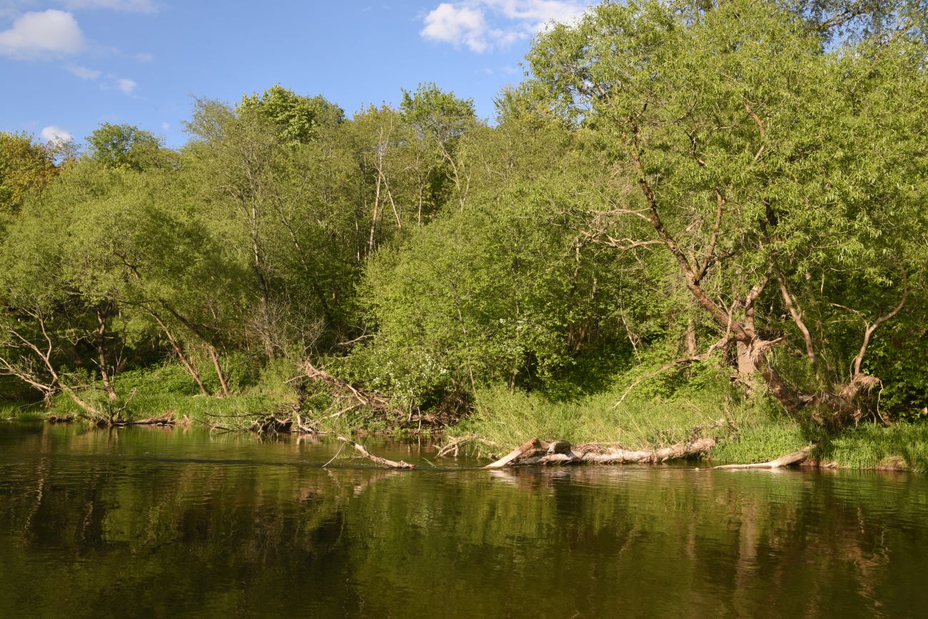 Окрестности деревни Дедюевка, image of landscape/habitat.