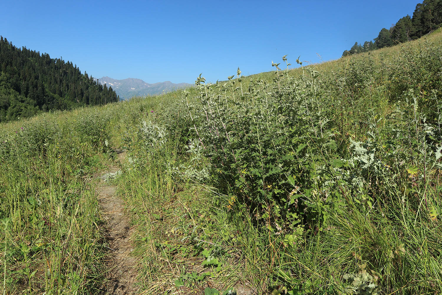 Долина реки Загедан, image of landscape/habitat.