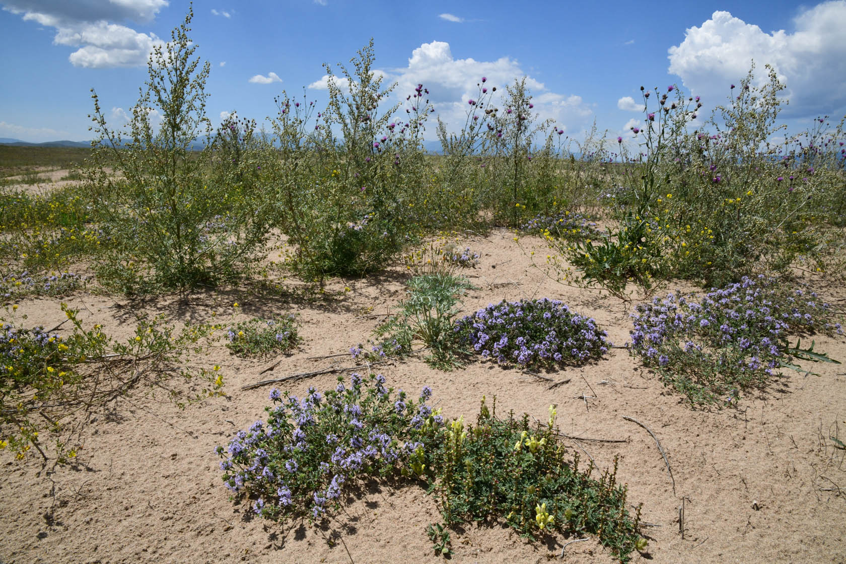 Кум-Текей, image of landscape/habitat.