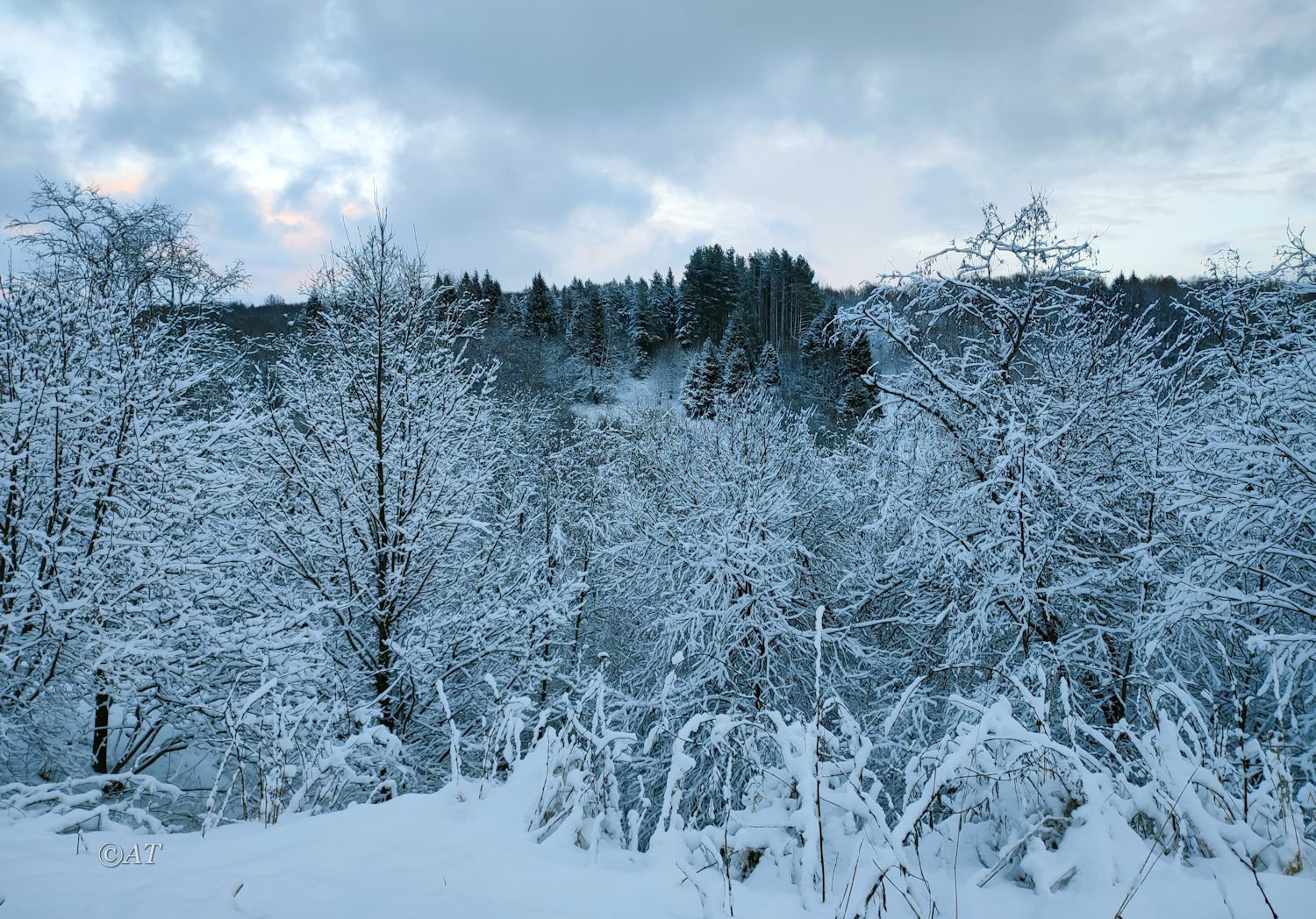 Пасовский лес, image of landscape/habitat.