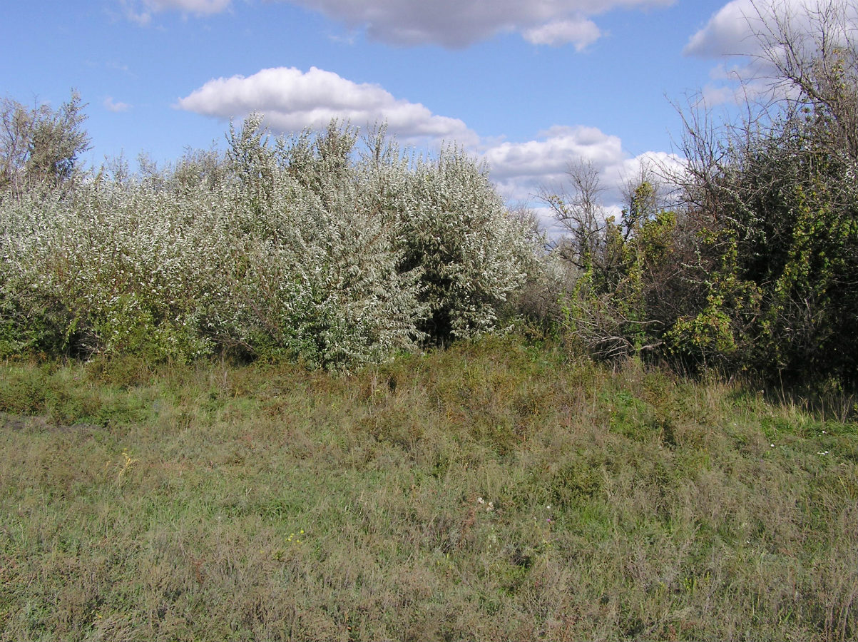 Cтанция Курдюм, image of landscape/habitat.