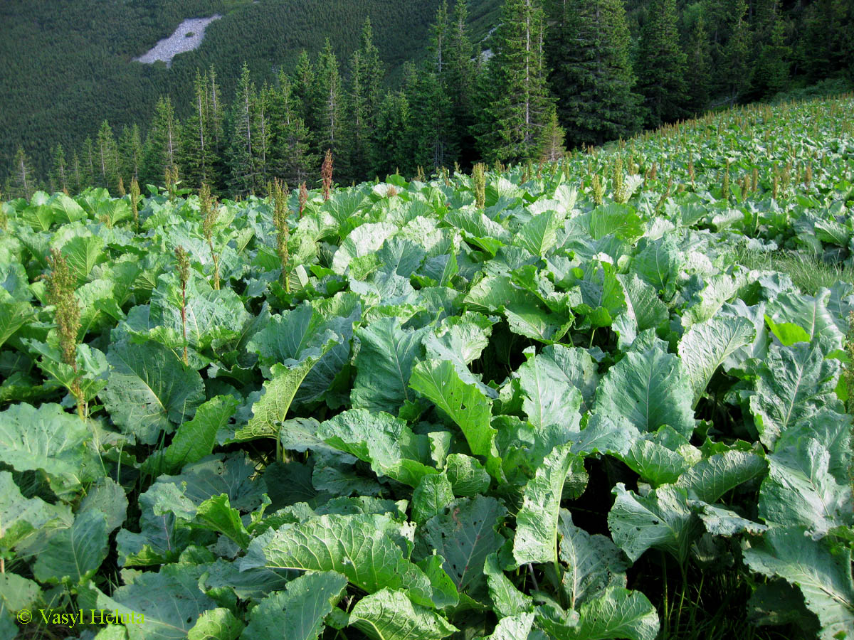 Заповедник "Горганы", Кливки, image of landscape/habitat.